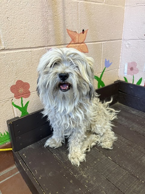 Furby, a Maltese, available for adoption