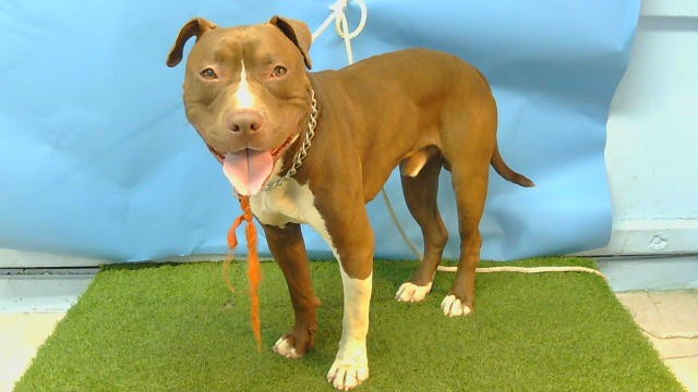 Cells, a Bullmastiff, available for adoption