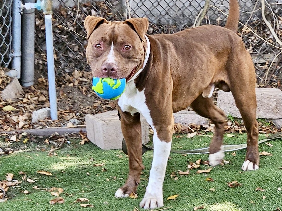 Cells, a Bullmastiff, available for adoption