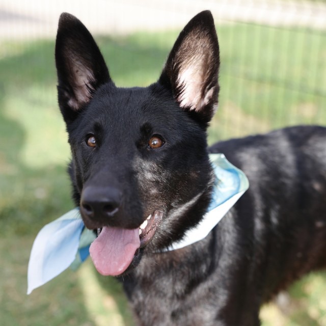 Melissa, a Shepherd (mix breed), available for adoption