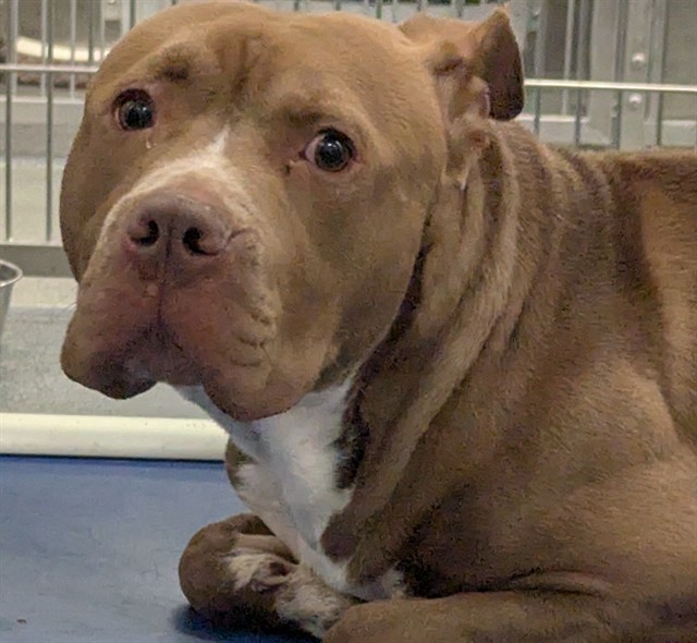 Diego, a Pit Bull Terrier (mix breed), available for adoption