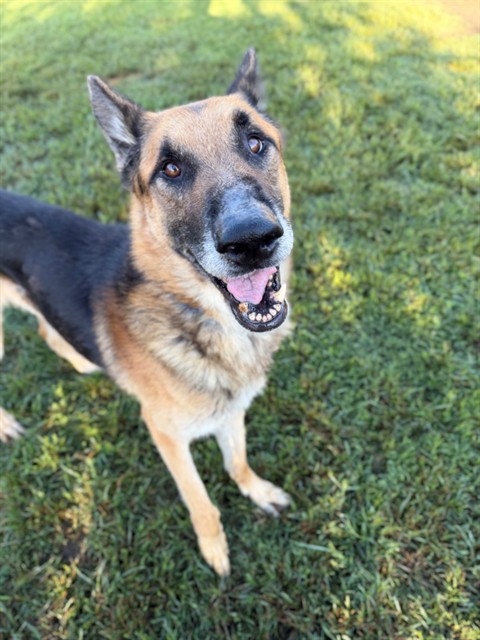 Kylo, a German Shepherd, available for adoption