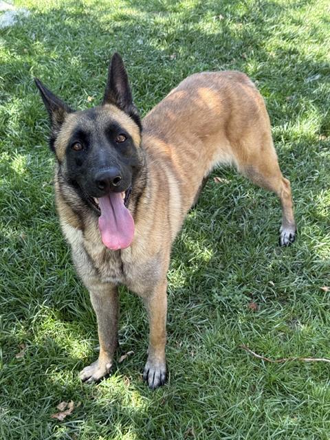Squirt, a Belgian Shepherd Malinois (mix breed), available for adoption