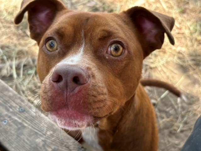 Buster, a Pit Bull Terrier, available for adoption