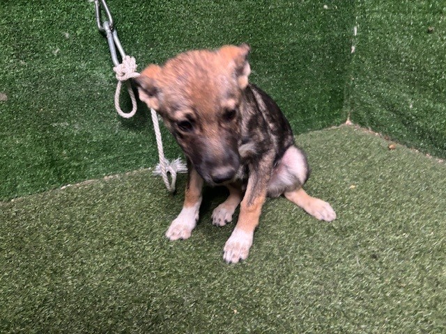 A5798817, a German Shepherd, available for adoption