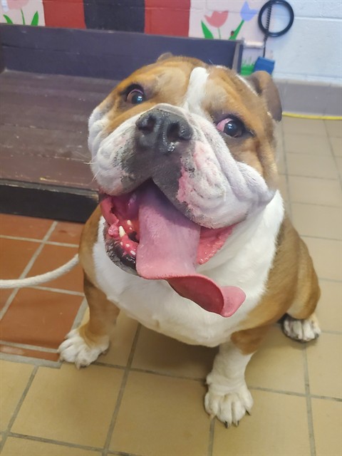 Bacon, a English Bulldog, available for adoption