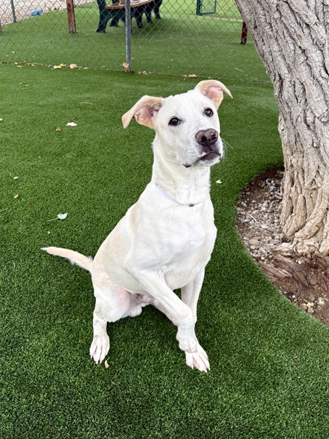 Robin, a Siberian Husky, available for adoption