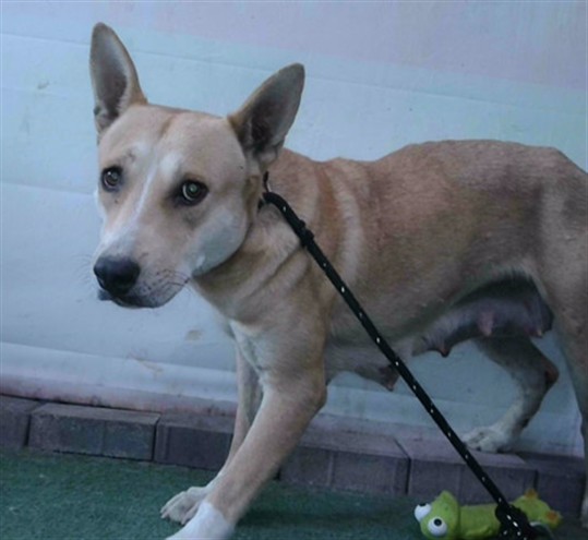 Ginger, a German Shepherd, available for adoption