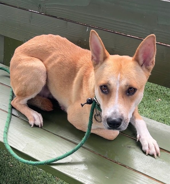 Ginger, a German Shepherd, available for adoption