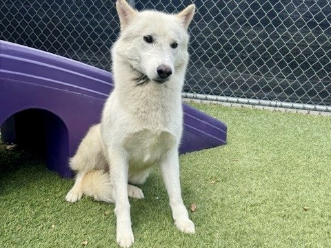 Congee, a Siberian Husky, available for adoption
