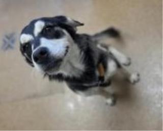 Tabitha, a Husky (mix breed), available for adoption