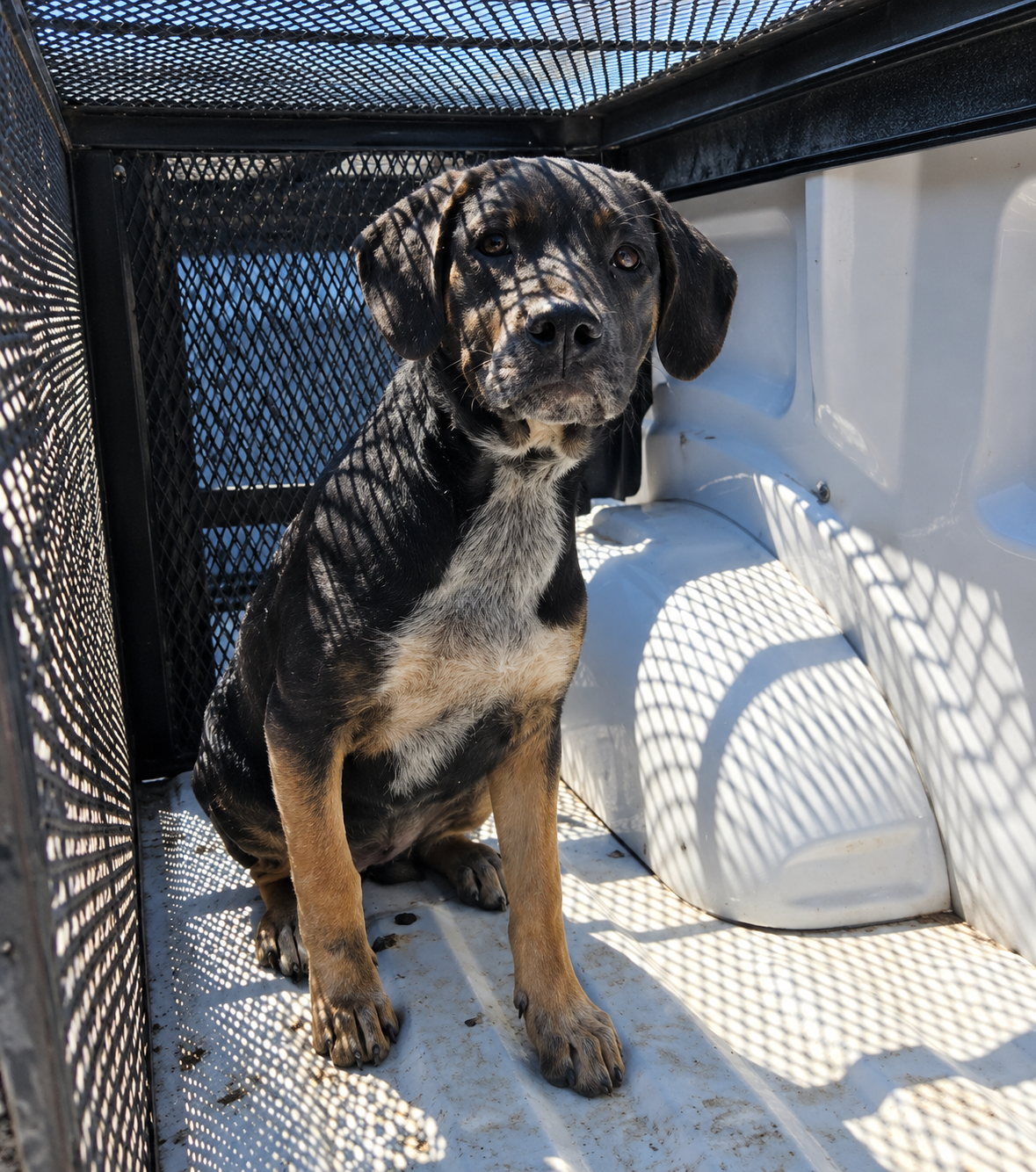 Zoba, a Entlebucher (mix breed), available for adoption