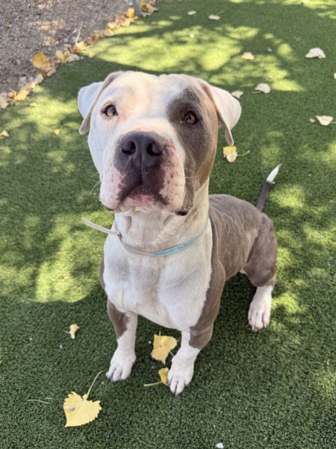 Big Meech, a Pit Bull Terrier, available for adoption