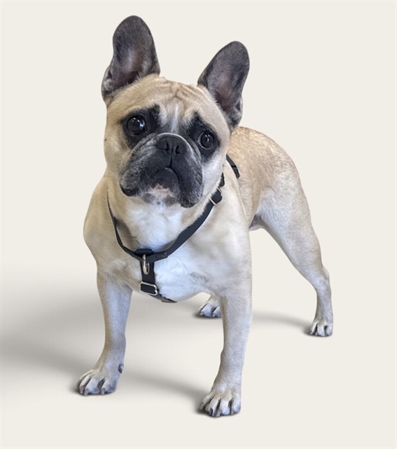 Zohan, a French Bulldog, available for adoption