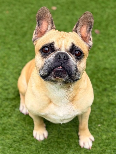 Zohan, a French Bulldog, available for adoption