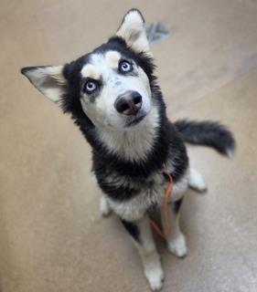 Girl, a Siberian Husky, available for adoption