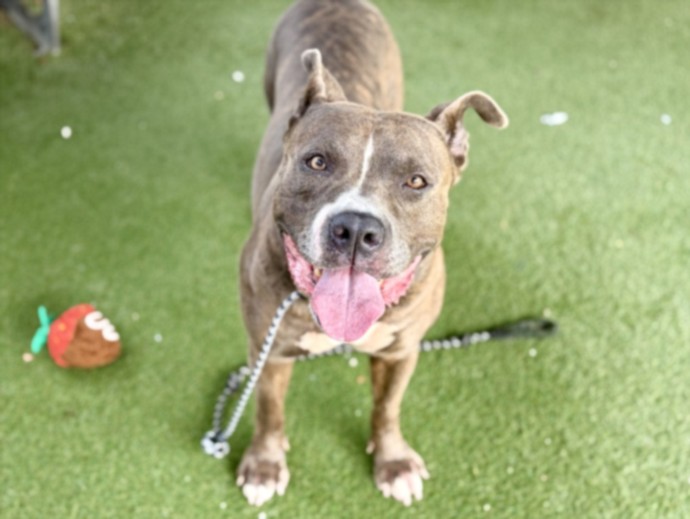 Tarzan, a Pit Bull Terrier, available for adoption