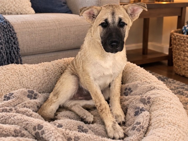 Wolfie, a Akita, available for adoption