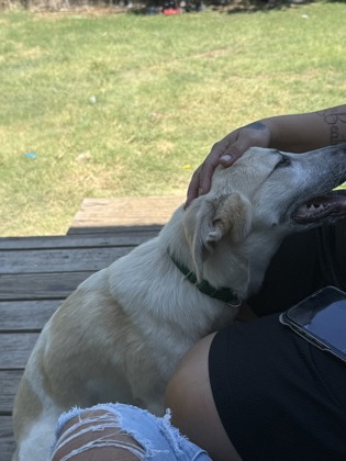 Roxy, a Shepherd, available for adoption