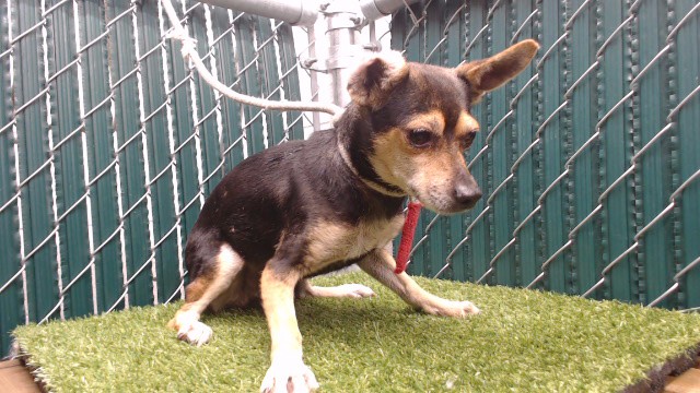 Maxi, a Chihuahua, available for adoption