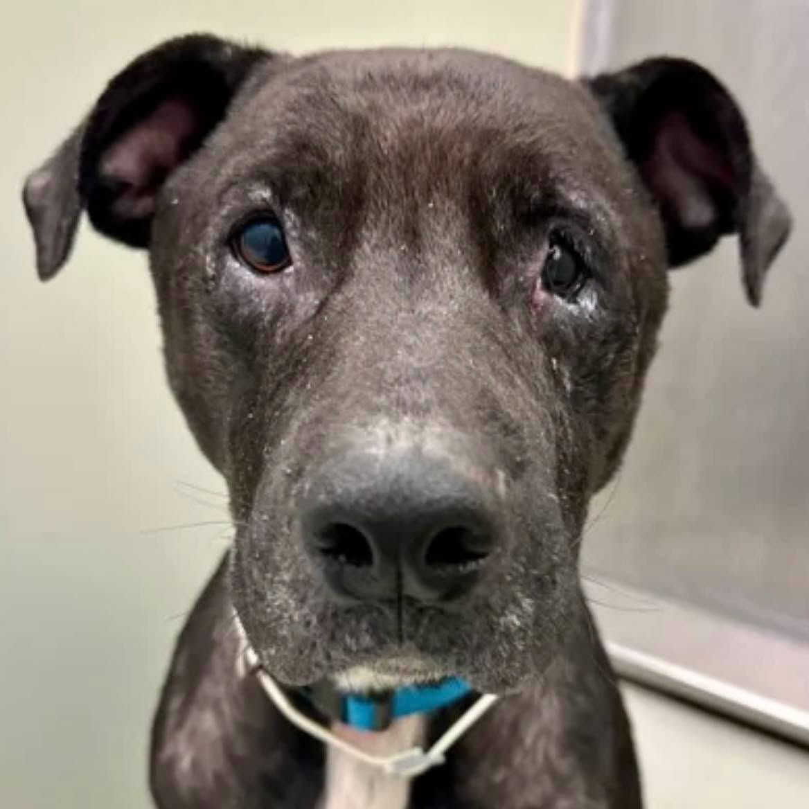 A191142, a Pit Bull Terrier, available for adoption