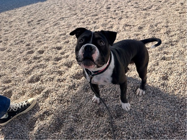 Roxi, a Pit Bull Terrier, available for adoption