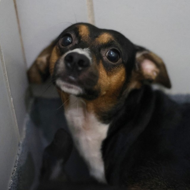 Pitty, a Chihuahua, available for adoption