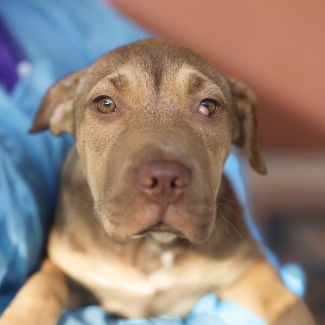 Sadie, a American Staffordshire Terrier (mix breed), available for adoption