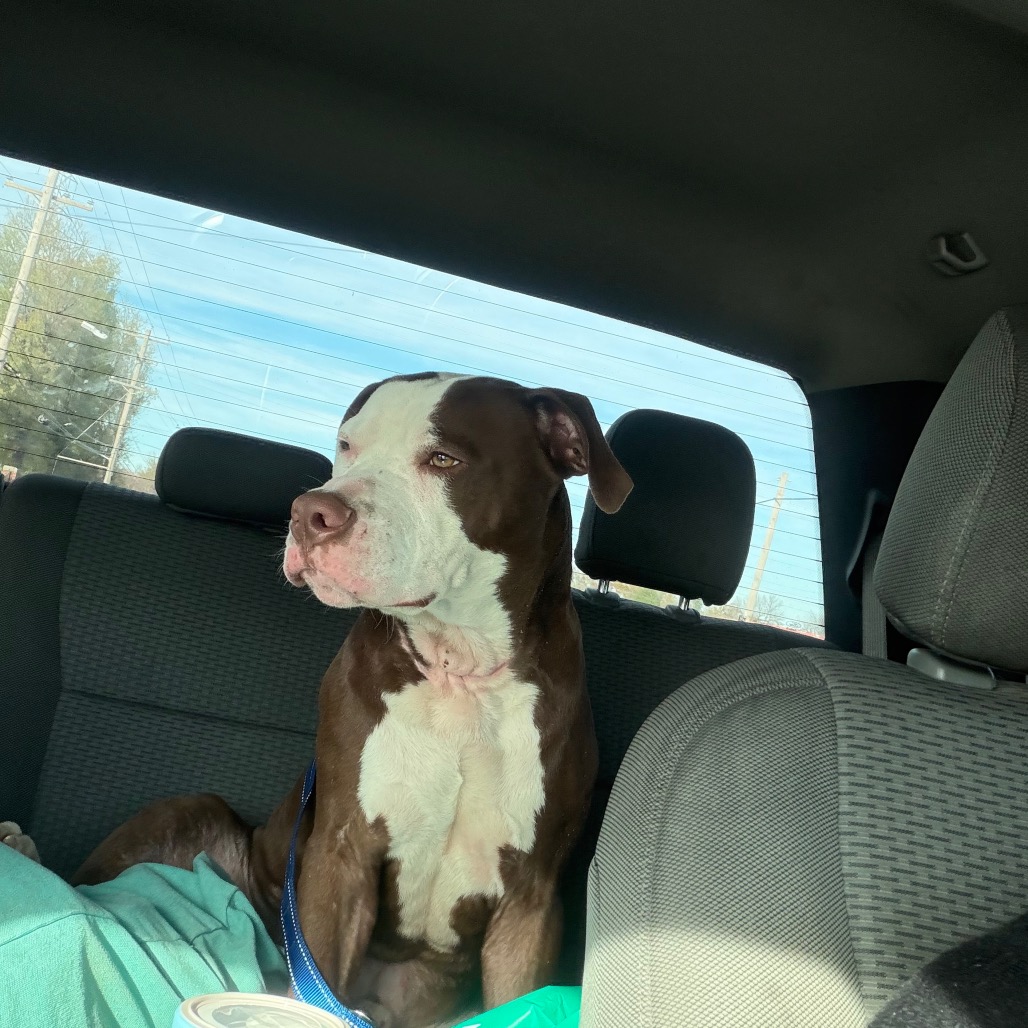 Other Photos of thie Dog