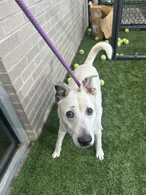 Bubba, a American Staffordshire Terrier (mix breed), available for adoption
