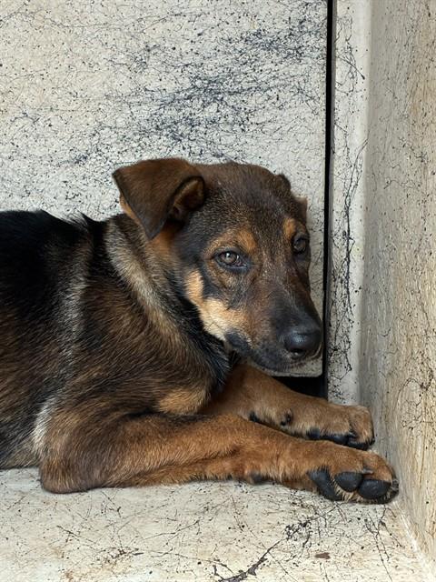 A480931, a German Shepherd (mix breed), available for adoption
