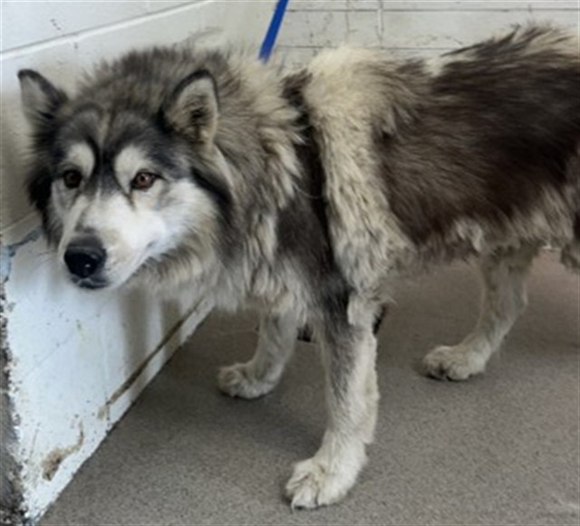 Porkchop, a Siberian Husky, available for adoption