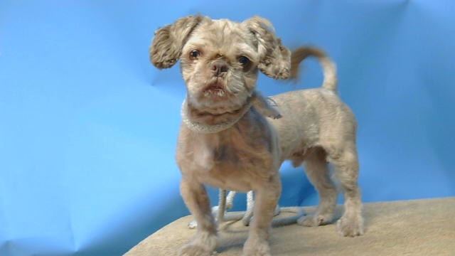 A5805096, a Shih Tzu, available for adoption