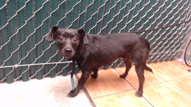 Jason, a Chihuahua, available for adoption