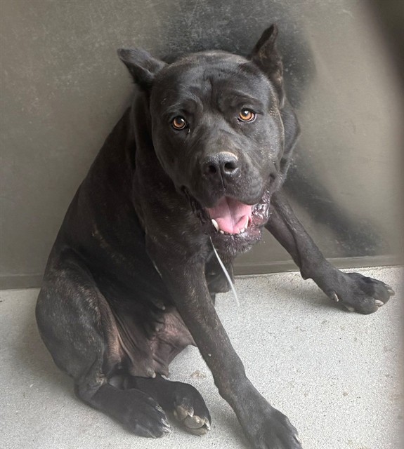 Coco, a Cane Corso Mastiff, available for adoption