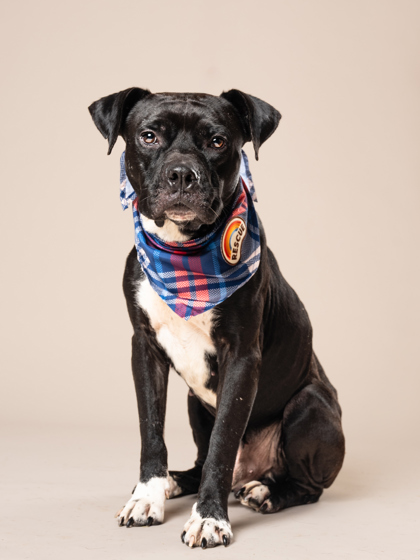 Johnny Cash, a Terrier (mix breed), available for adoption