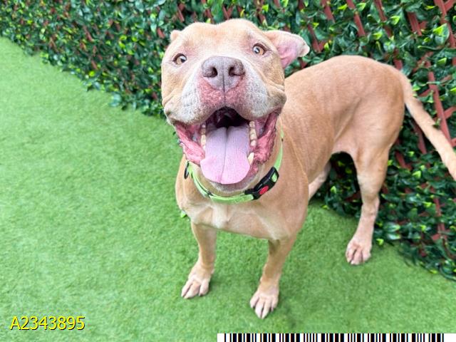 Jupiter, a Pit Bull Terrier, available for adoption