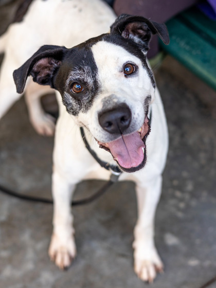 Primo, a Pit Bull Terrier (mix breed), available for adoption