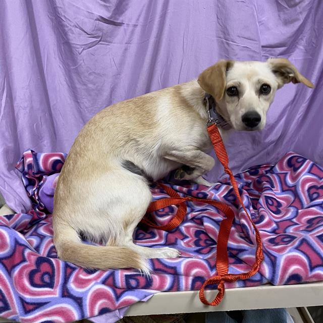 Dog, a Chihuahua, available for adoption
