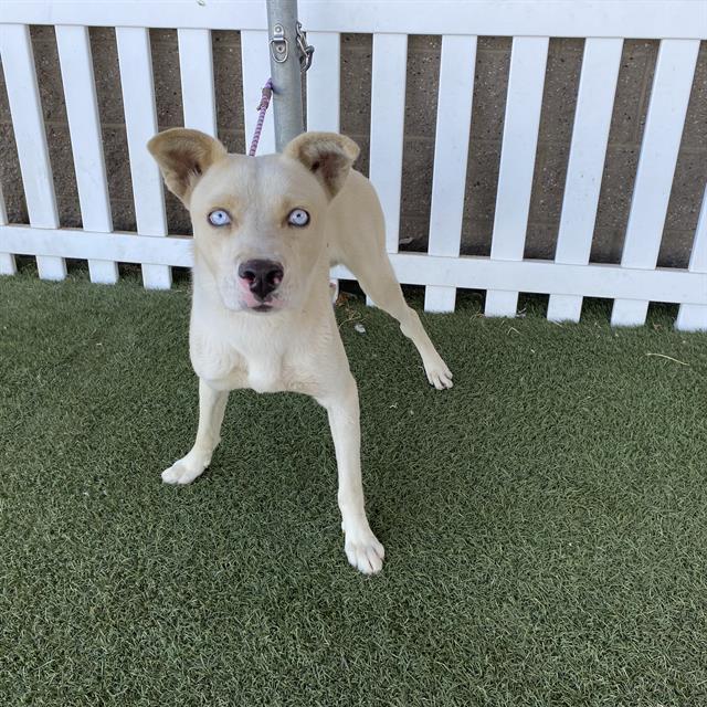 Ducky, a Siberian Husky, available for adoption