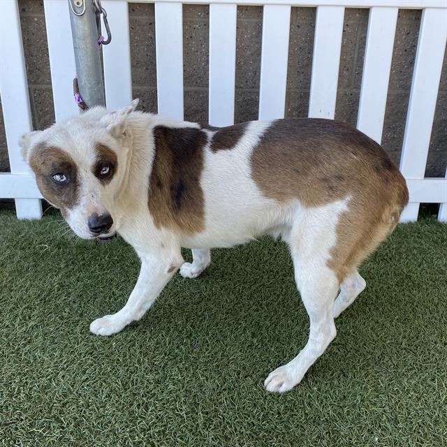 Pirata, a Cattle Dog, available for adoption