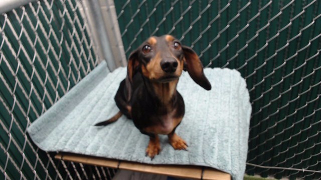 Cash, a Dachshund, available for adoption