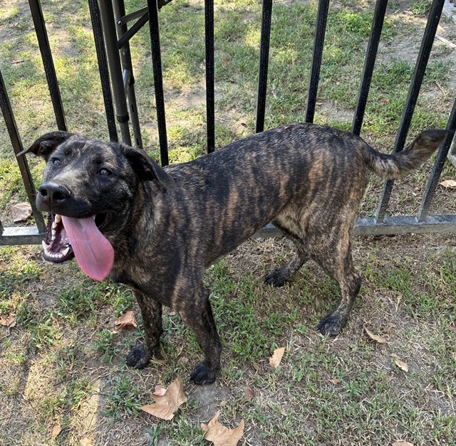 Other Photos of thie Dog