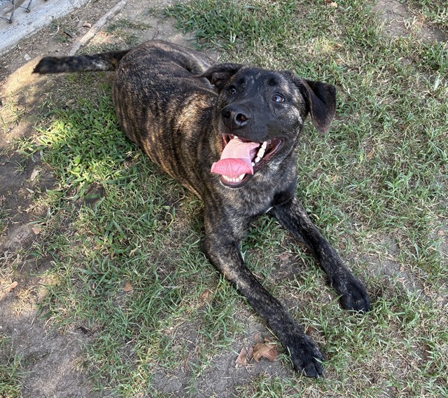 Other Photos of thie Dog