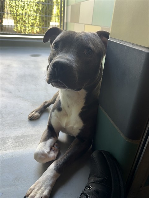 Dough, a Pit Bull Terrier, available for adoption