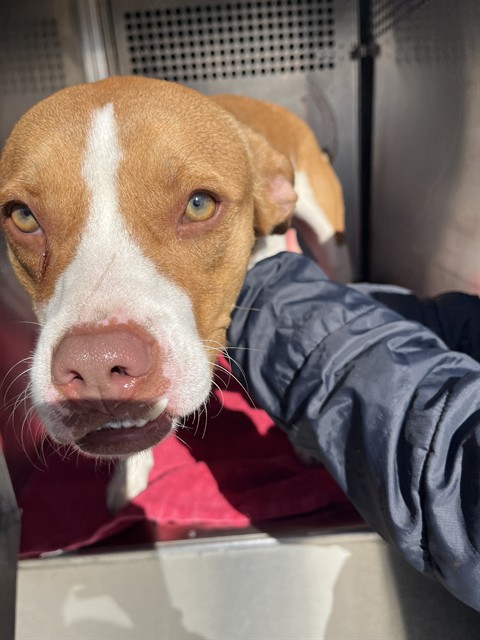 A481850, a Brittany Spaniel (mix breed), available for adoption