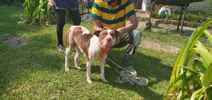 Sis, a Pit Bull Terrier, available for adoption