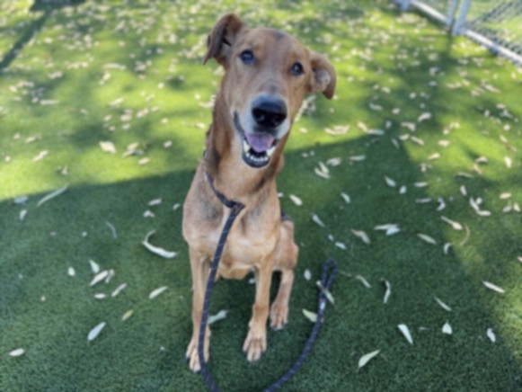 Mojave, a Doberman Pinscher (mix breed), available for adoption
