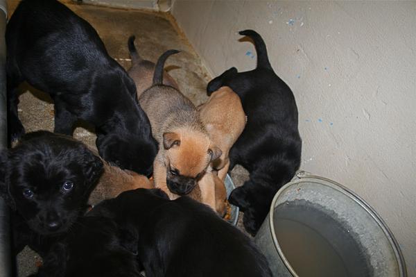 Other Photos of thie Dog