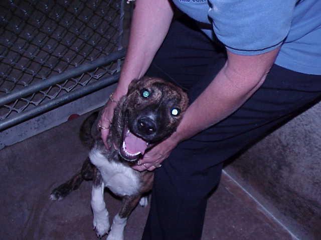Other Photos of thie Dog